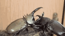 カブトムシ 虫　beetle Bug Insect 夏 GIF - Kabuto Mushi Beetle Fight GIFs