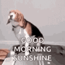 good morning sunshine dog pet exercise