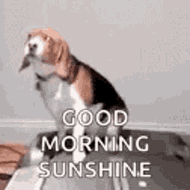 funny good morning sunshine meme