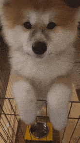 Akita Puppy GIF - Akita Puppy Hello GIFs