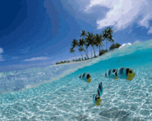Tropical Beach GIF - Tropical Beach GIFs