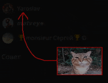 Cat Strelka GIF