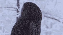 Head Turn Owls Have Superior Senses GIF - Head Turn Owls Have Superior Senses Slow Turn GIFs