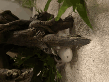 Pong The Axolotl GIF - Pong The Axolotl GIFs