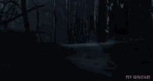 Woods Forest GIF