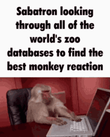 Sabatron Monkey GIF - Sabatron Monkey Monkey Typing GIFs