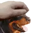 a brown and black dog wearing a hat and a chain around its neck .
