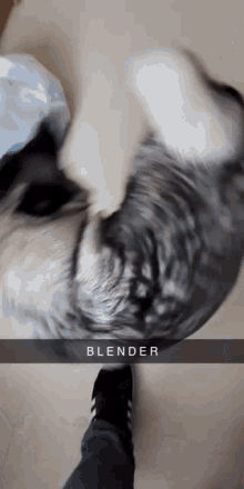 spinning cute doggo dog blender