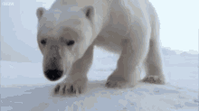 Polar Bears Close Up GIF - Polar Bears Close Up Wild Animals GIFs