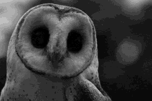 Owl Stare GIF - Owl Stare Blank Stare GIFs