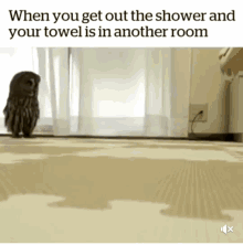 Owl Towel GIF - Owl Towel Room GIFs