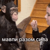 мавпа Monkey GIF - мавпа Monkey зроз GIFs