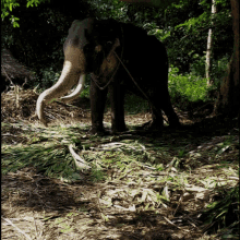 Elephant Elephant Images GIF - Elephant Elephant Images Elephants GIFs