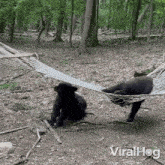 Bear Relaxing On A Hammock Bear GIF - Bear Relaxing On A Hammock Bear Viralhog GIFs