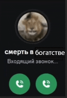 a phone screen with a picture of a lion in the center