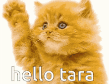 Hello Hello Tara GIF