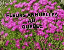 Fleurs Annuelles Au Québec GIF - Fleurs Annuelles Au Québec GIFs