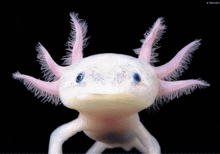 Axolotl GIF - Axolotl GIFs