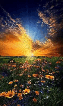 Good Morning Sun GIF - Good Morning Sun Flowers GIFs