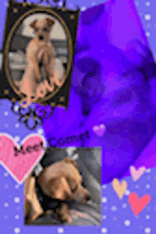 Meet Comet Adoption GIF - Meet Comet Adoption Dog GIFs