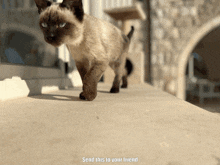 a cat is walking down a sidewalk with the words send this to your friend written below it