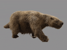 Giant Ground Sloth Walking GIF - Giant Ground Sloth Walking Natural History Museum Alive GIFs
