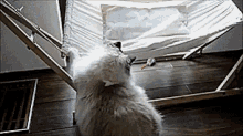 Can'T Even Be Lazy GIF - Cat Hammock Fail GIFs