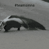 a black and white photo of a squirrel with the hashtag #teamsinna on it