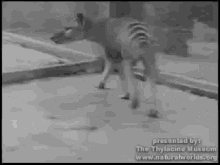 Last Tasmanian A Tiger GIF - Tasmanian Tiger Animal Extinct GIFs