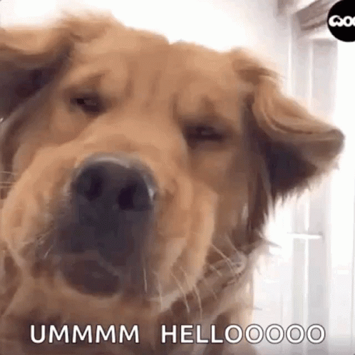 Golden Retriever Dog GIF - Golden Retriever Dog Funny Dog - Discover &  Share GIFs