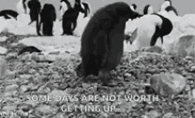 Penguin Face Plant GIF - Penguin Face Plant Getting Up GIFs