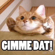 a close up of a cat 's face with the words gimme dat below it