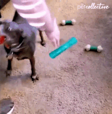 Playful Pup The Pet Collective GIF