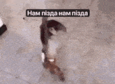a blurred image of a dog with the words " ham pizda ham pizda " on the bottom