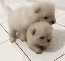 Bom Dia Fofura / Cachorrinhos / Cachorro GIF - Good Morning Dog Cuteness GIFs