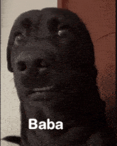 a close up of a black dog 's face with the word baba on the bottom
