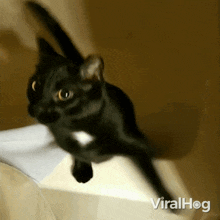 GIF