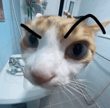 a close up of a cat 's face with a bee on its face .