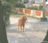 Where Are You Lost GIF - Where Are You Lost Searching GIFs