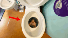 Toilet GIF - Toilet GIFs