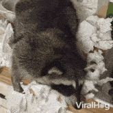 Raccoon Playing With Toilet Paper Viralhog GIF - Raccoon Playing With Toilet Paper Viralhog Making A Mess GIFs