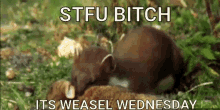 weasel wednesday weasel quinn weasel