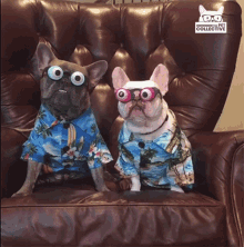 eye popping glasses watcha lookin at cute animals dog couch