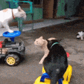 two cats are playing with a toy truck and a cat is sitting on a toy car