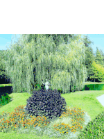 a statue of a man is standing under a willow tree in a park