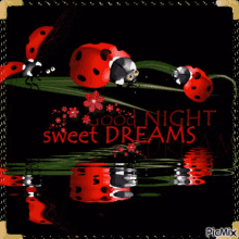 Sweet Dreams Good Night Gif Ladybugs GIF - Sweet Dreams Good Night Gif Ladybugs GIFs