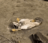 a dead duck is laying on its back in the dirt .