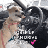 Chihuahua Driving GIF