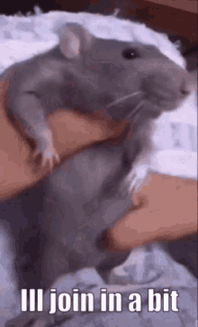 Ill Join In A Bit Ill Join Soon GIF - Ill Join In A Bit Ill Join Soon Dancing Rat GIFs