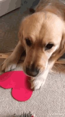 dog handshake dog hold hands cutout heart doggo adorable dogs